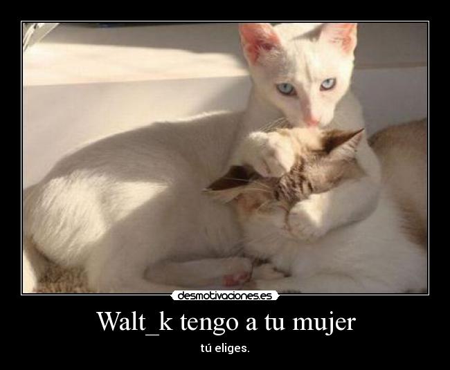 Walt_k tengo a tu mujer - tú eliges.