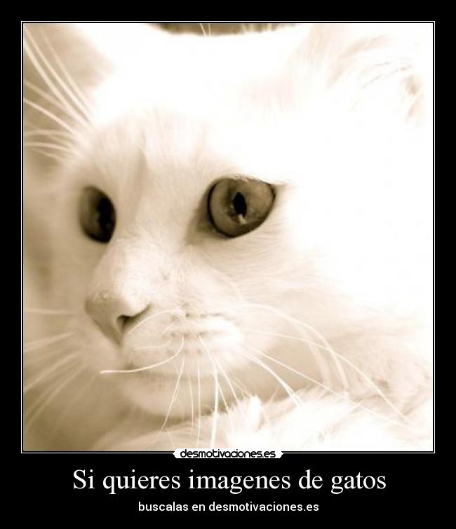 carteles gatos gato imagenes desmotivaciones desmotivaciones