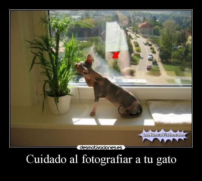Cuidado al fotografiar a tu gato -