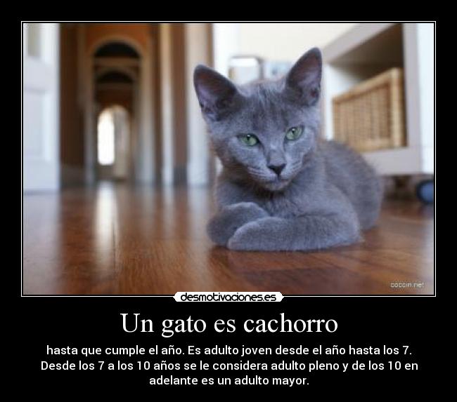Un gato es cachorro -