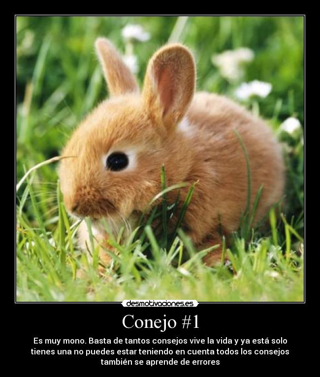 Conejo #1 -