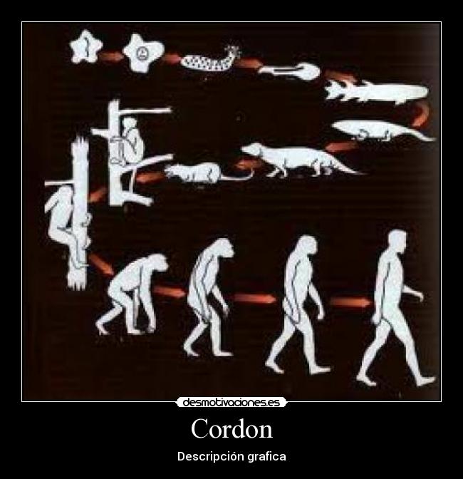 Cordon - Descripción grafica