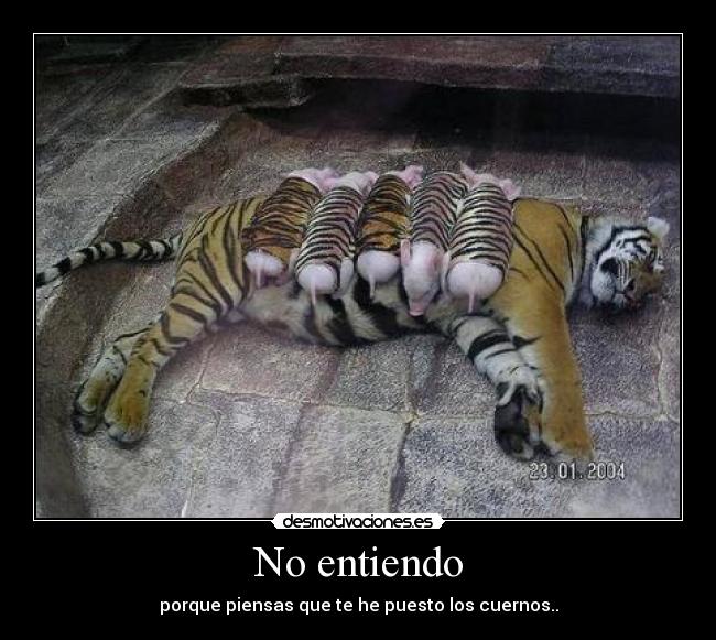 No entiendo -