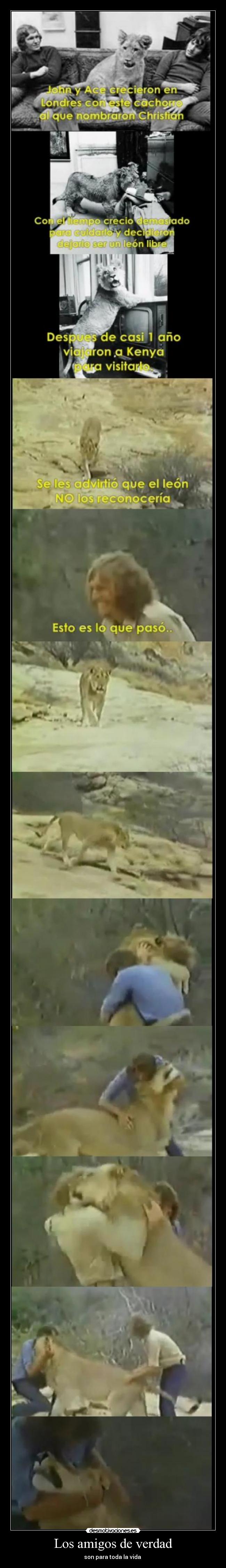 Los amigos de verdad -