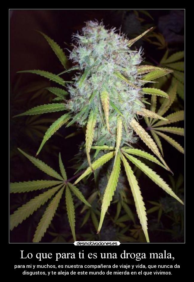 Lo que para ti es una droga mala, -