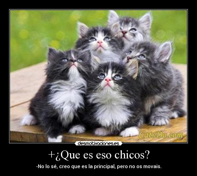 +¿Que es eso chicos? - 