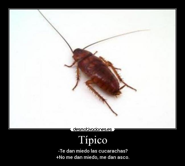 carteles cucarachas desmotivaciones