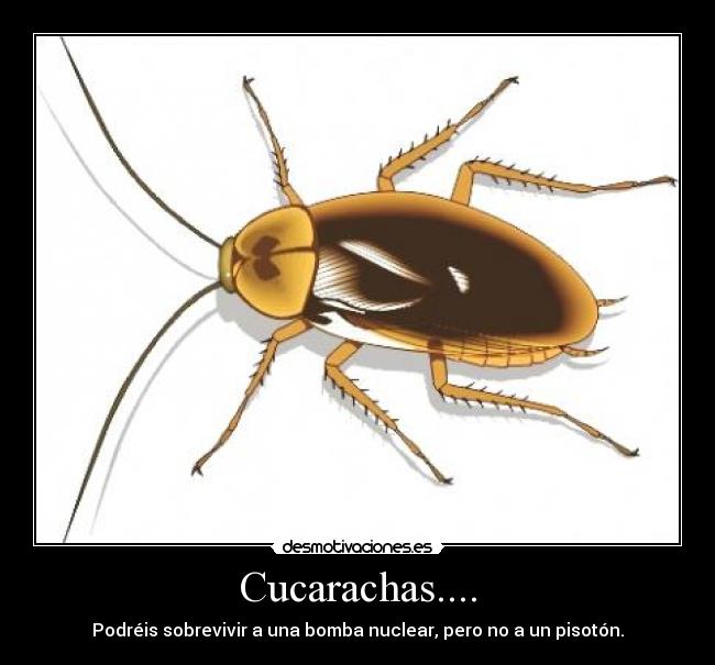 Cucarachas.... - 