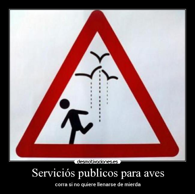 Serviciós publicos para aves - 