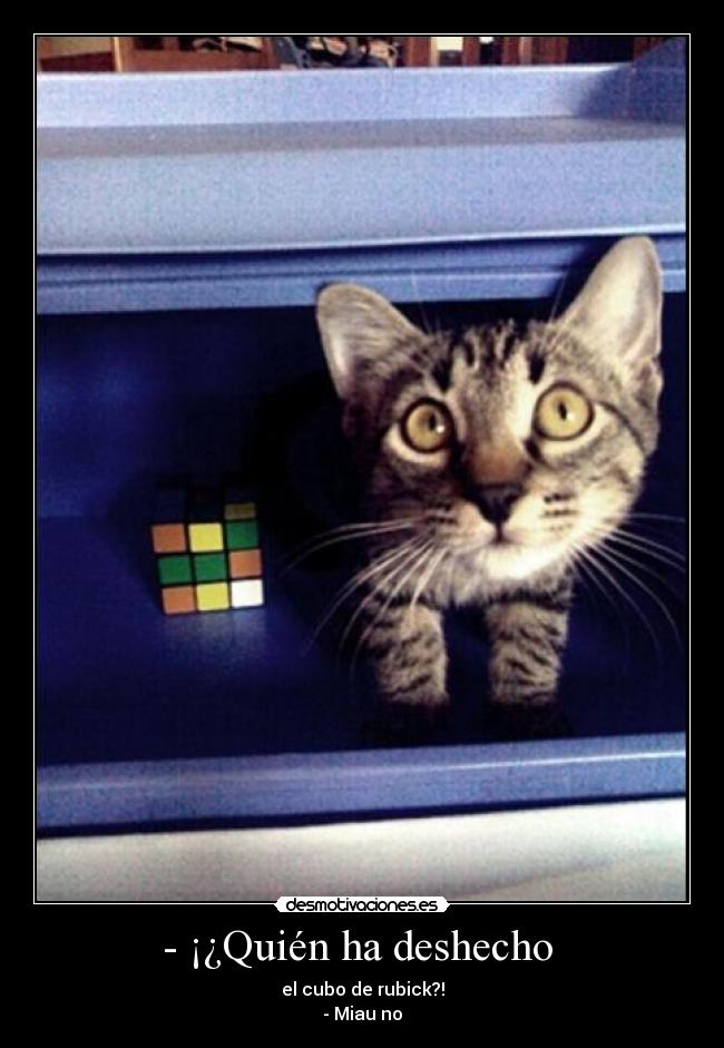 - ¡¿Quién ha deshecho - el cubo de rubick?!
- Miau no
