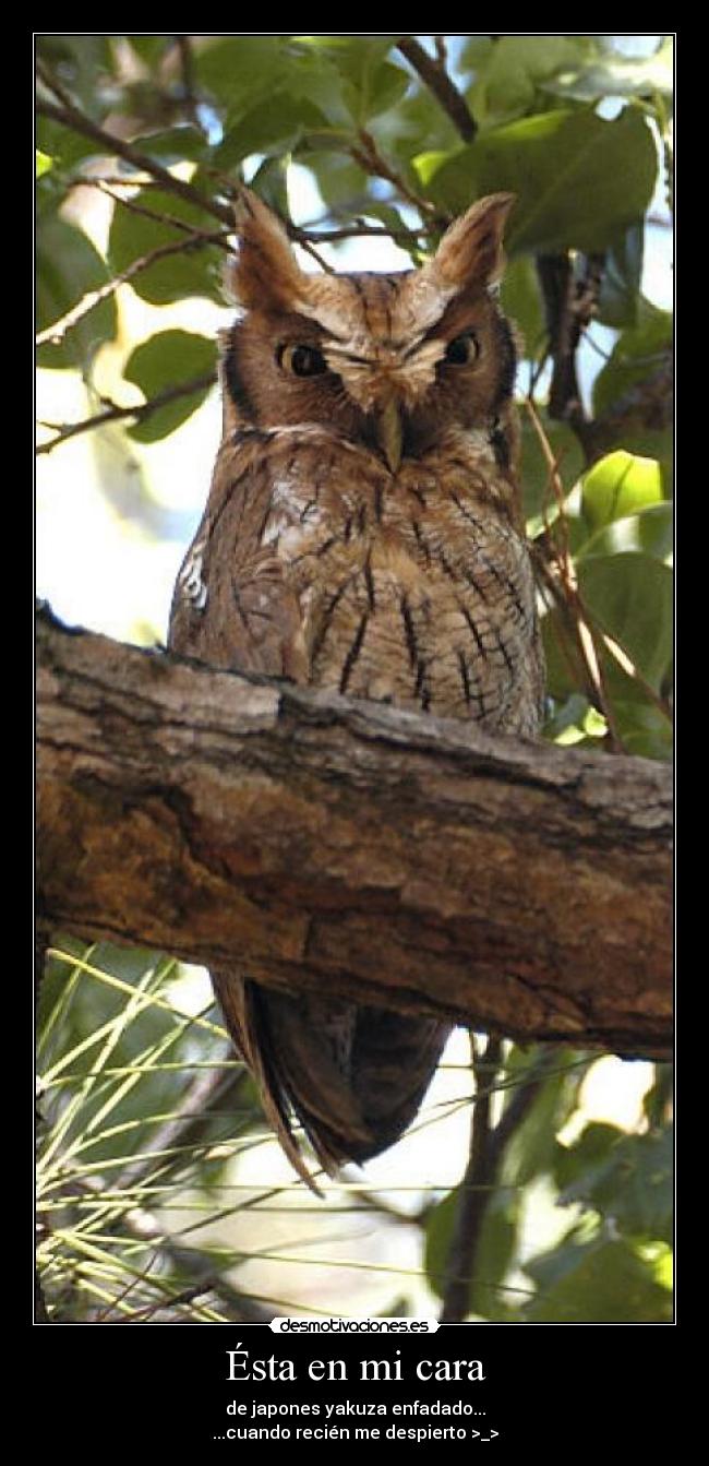 carteles esta cara japones yakuza enfadado cuando recien despierto lechuza arbol naturaleza desmotivaciones