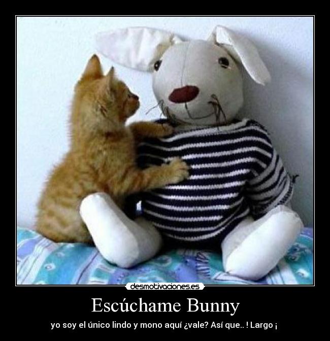 carteles gatito lindo peluche bunny desmotivaciones