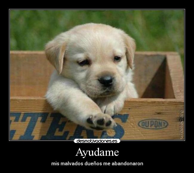 Ayudame - mis malvados dueños me abandonaron