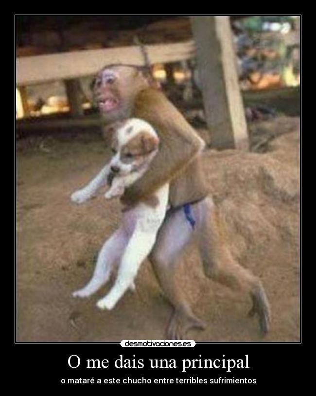 O me dais una principal - o mataré a este chucho entre terribles sufrimientos