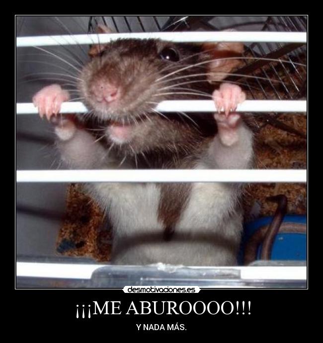 ¡¡¡ME ABUROOOO!!! - 