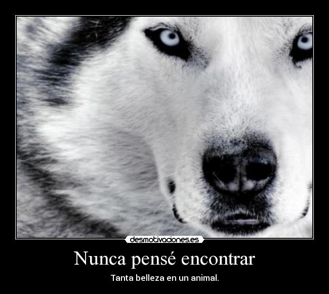 Nunca pensé encontrar - Tanta belleza en un animal.