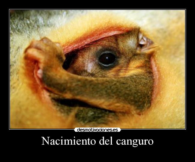 Nacimiento del canguro - 