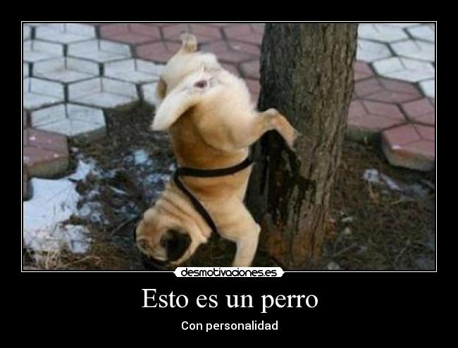 Esto es un perro - Con personalidad