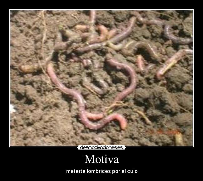 Motiva - 