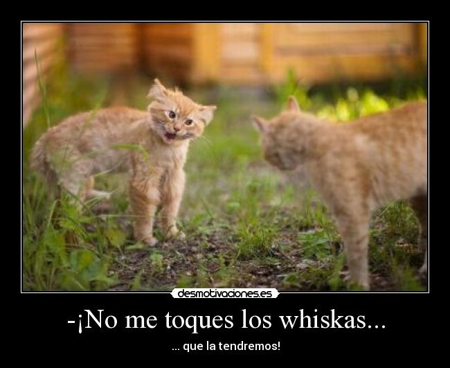 -¡No me toques los whiskas... - 