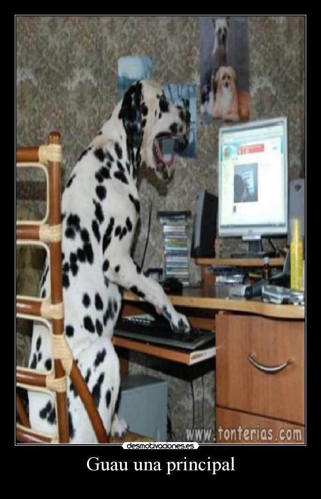 Guau una principal -