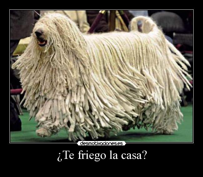 ¿Te friego la casa? - 