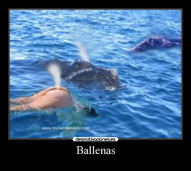 Ballenas -