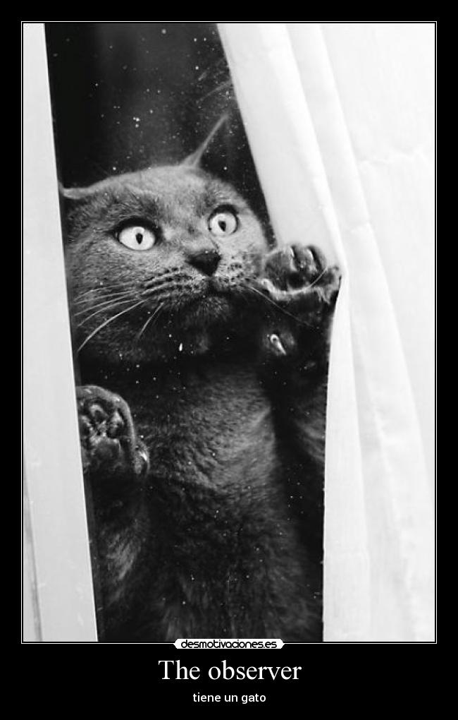 The observer - tiene un gato
