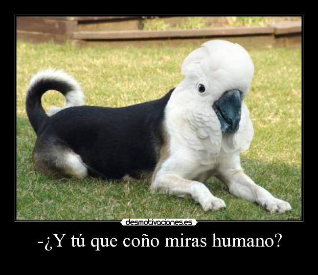 -¿Y tú que coño miras humano? -