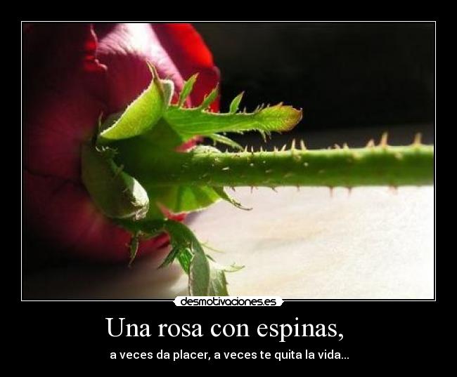 Una rosa con espinas,  - a veces da placer, a veces te quita la vida...