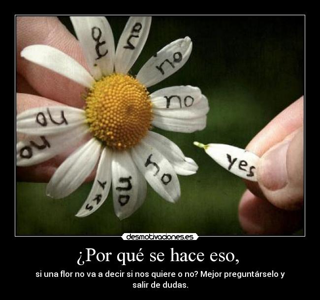 ¿Por qué se hace eso,  - si una flor no va a decir si nos quiere o no? Mejor preguntárselo y salir de dudas.