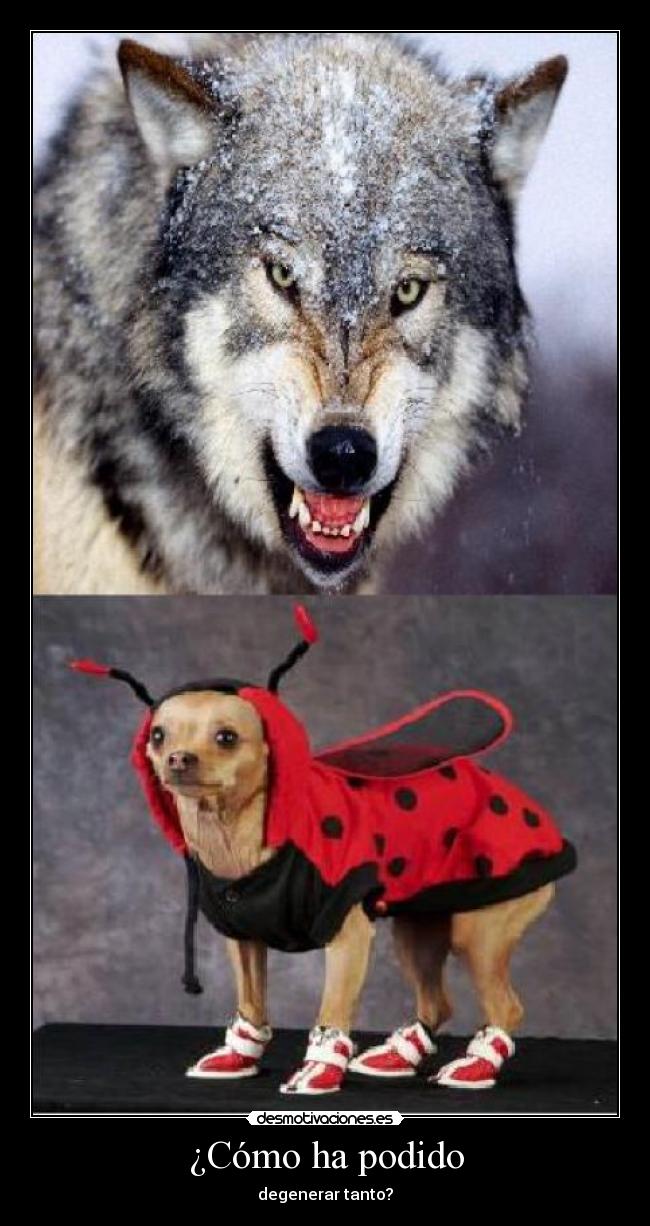 ¿Cómo ha podido - degenerar tanto?