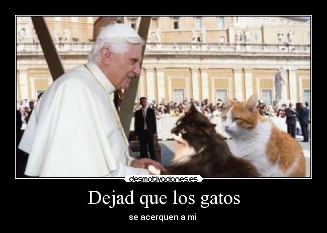 carteles gatos papa pendejo gatos desmotivaciones