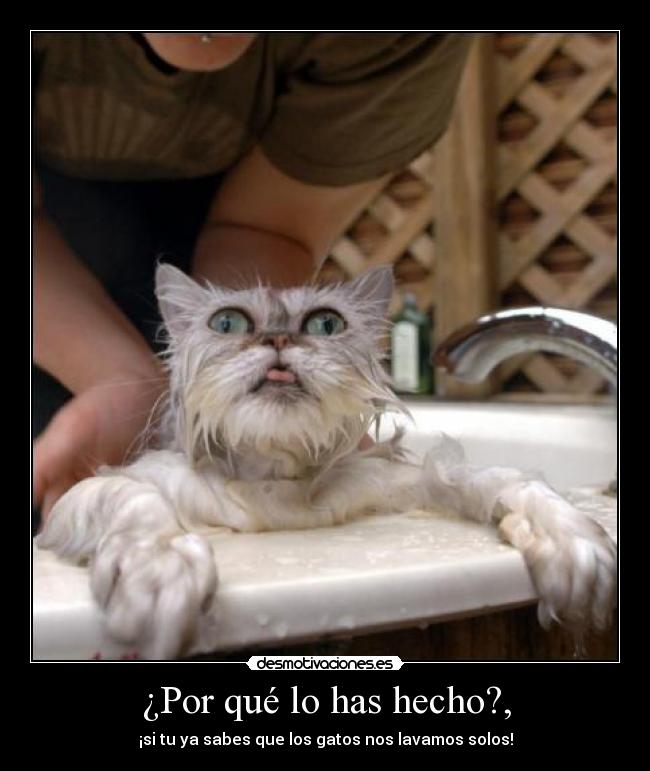 ¿Por qué lo has hecho?, -