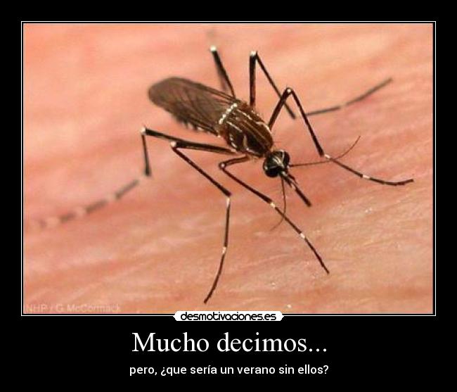 Mucho decimos... - pero, ¿que sería un verano sin ellos?