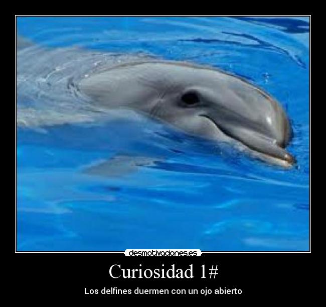carteles delfines dormir datos interesantes curiosos ojo abierto desmotivaciones
