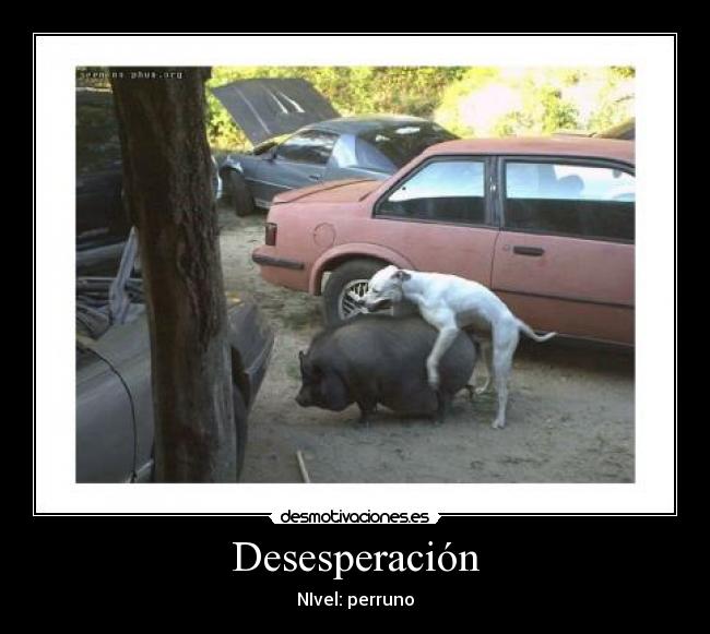 Desesperación - NIvel: perruno