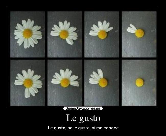 Le gusto -