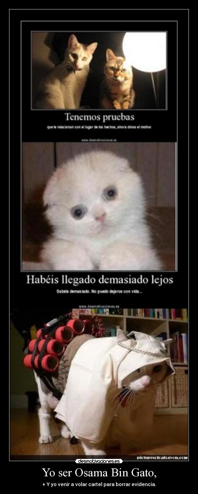 Yo ser Osama Bin Gato, - 
