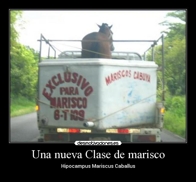 Una nueva Clase de marisco - Hipocampus Mariscus Caballus