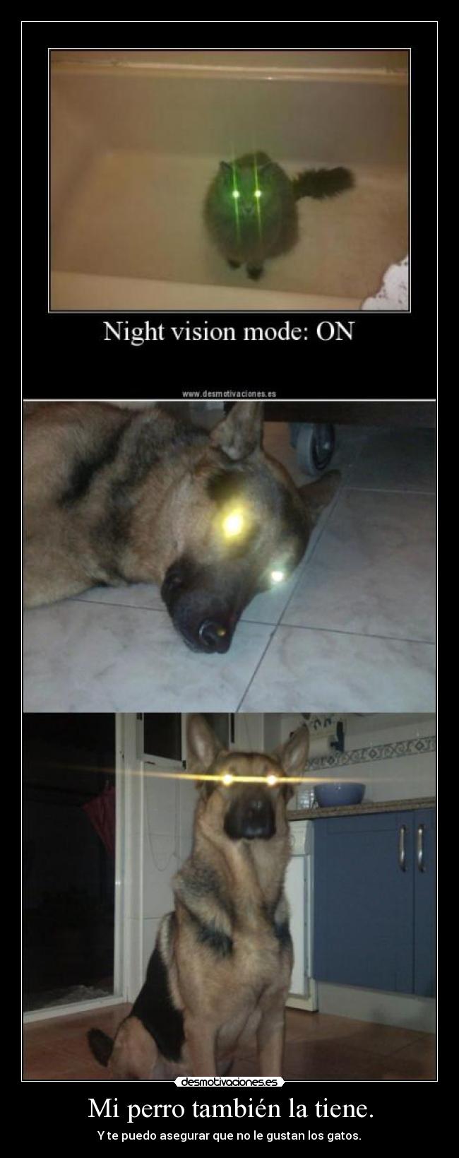 Mi perro también la tiene. - Y te puedo asegurar que no le gustan los gatos.