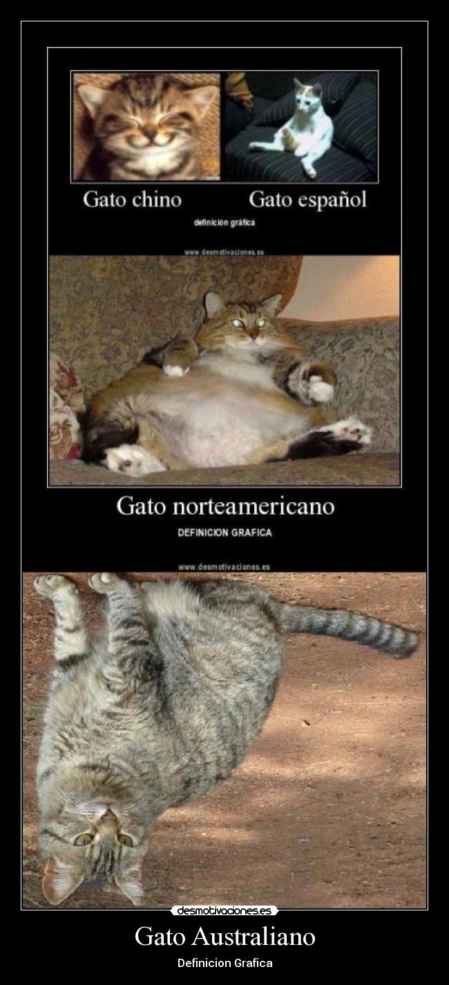 Gato Australiano - Definicion Grafica