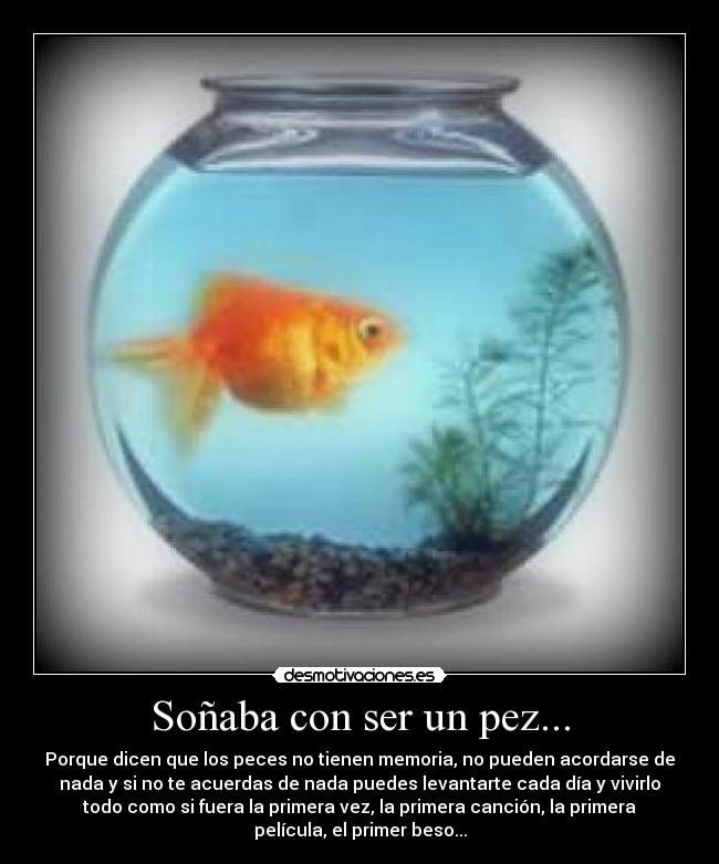 Soñaba con ser un pez... - Porque dicen que los peces no tienen memoria, no pueden acordarse de
nada y si no te acuerdas de nada puedes levantarte cada día y vivirlo
todo como si fuera la primera vez, la primera canción, la primera
película, el primer beso...