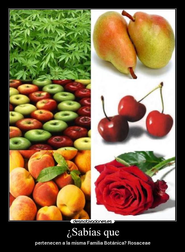 ¿Sabías que - pertenecen a la misma Familia Botánica? Rosaceae
