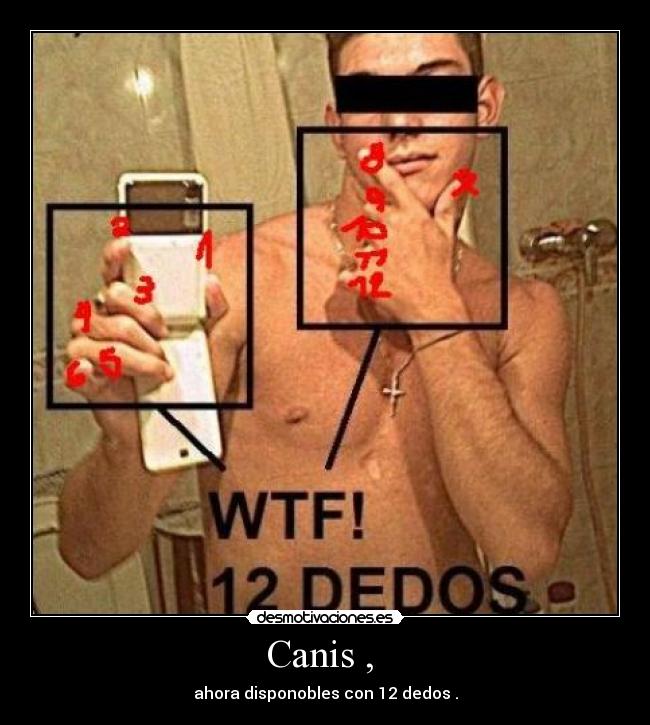 Canis ,  - 