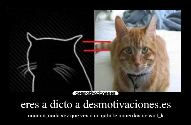 eres a dicto a desmotivaciones.es - cuando, cada vez que ves a un gato te acuerdas de walt_k