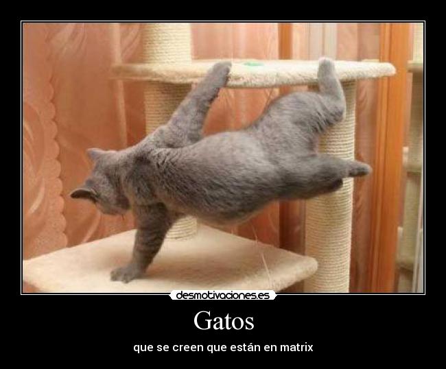 Gatos -