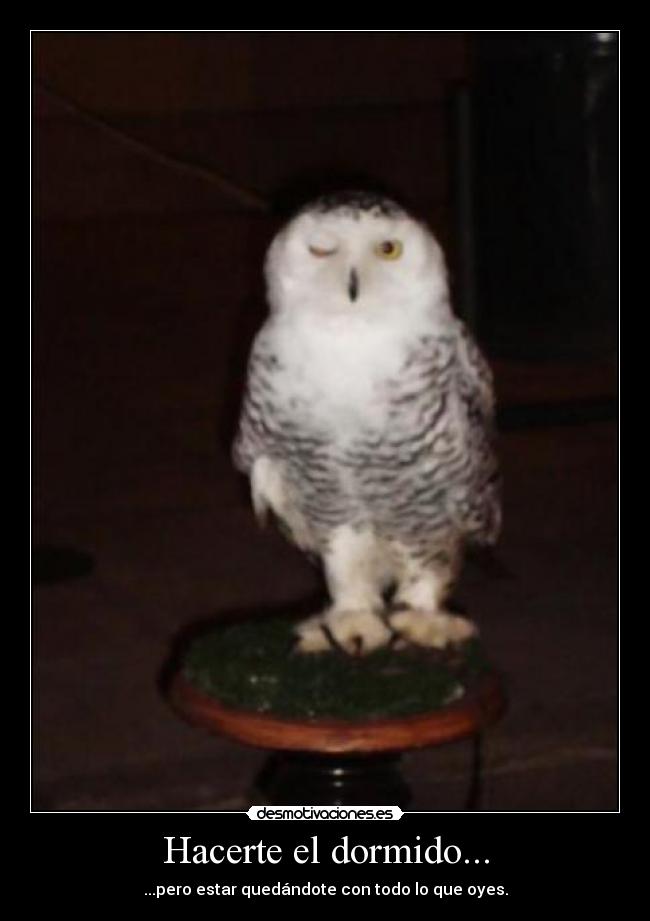 Hacerte el dormido... - ...pero estar quedándote con todo lo que oyes.