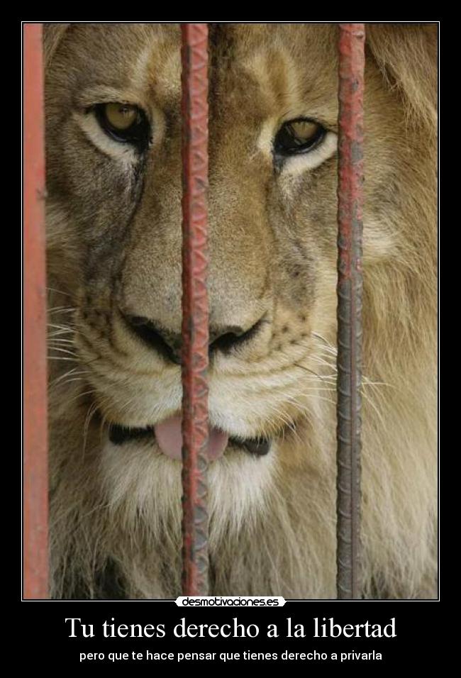 Tu tienes derecho a la libertad - 