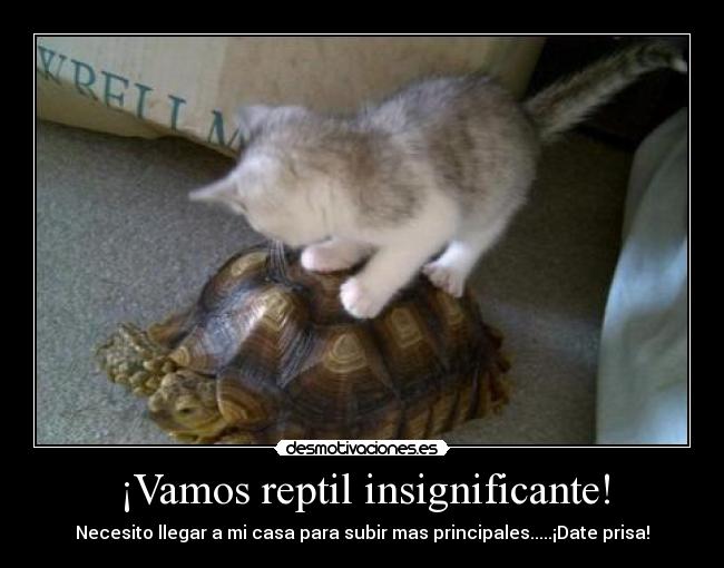 ¡Vamos reptil insignificante! - 